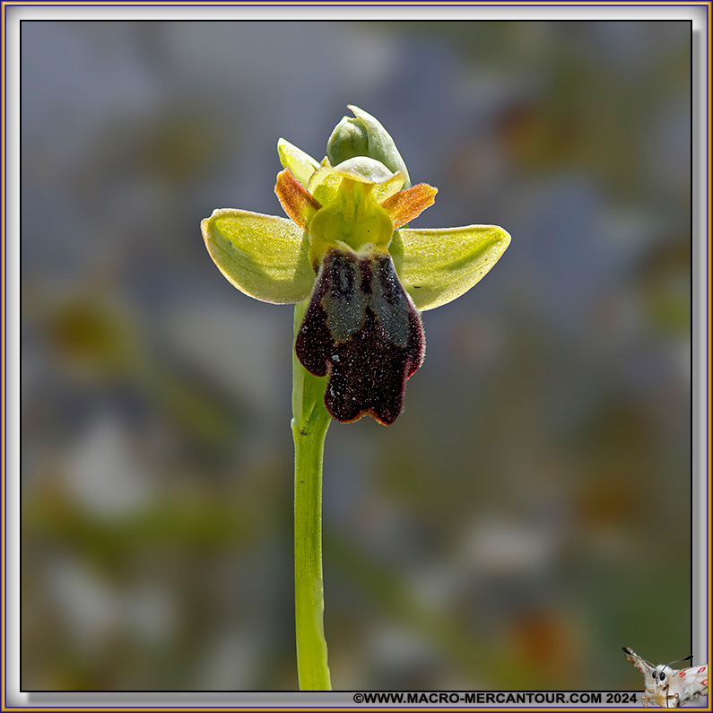 Ophrys des Lupercales